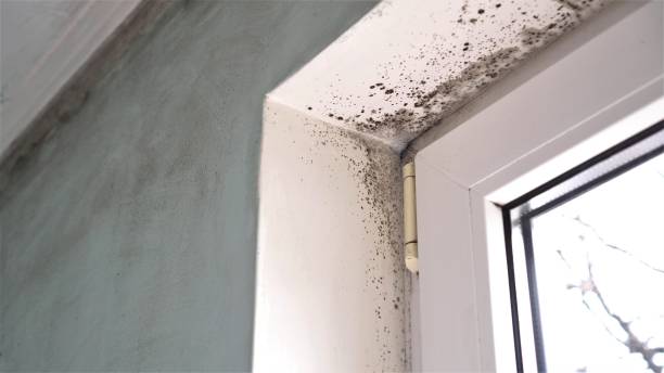 Best Crawl Space Mold Remediation  in Wetumka, OK